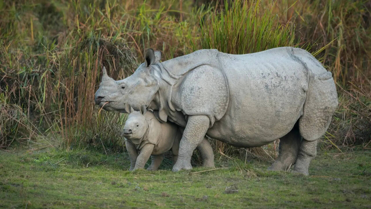 असम बना गैंडों का सुरक्षित ठिकाना
