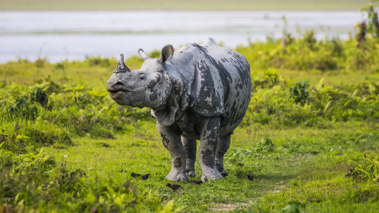 कभी पूरे भारत में राज करते थे गैंडे