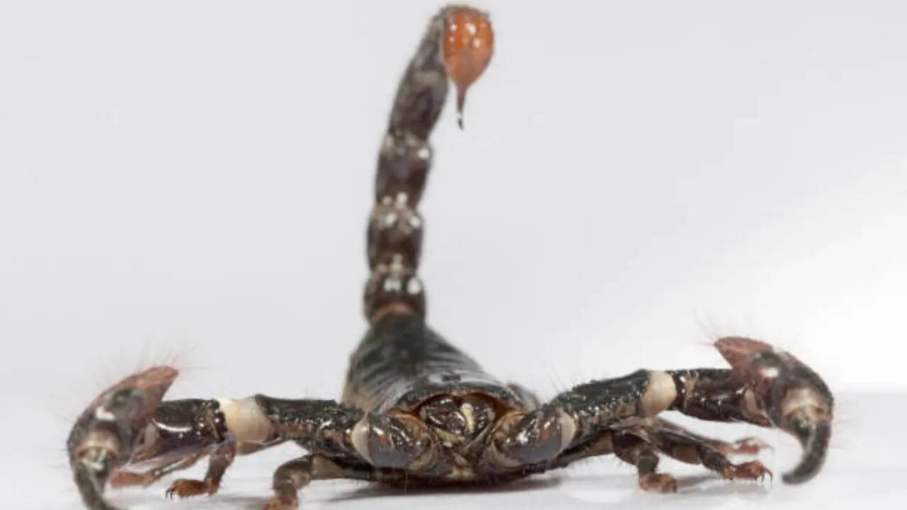 बिच्छू का डंक 