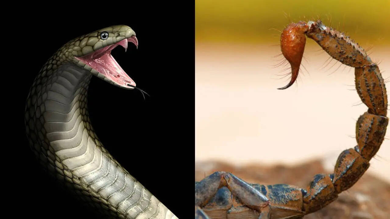 किसका जहर ज्यादा खतरनाक?