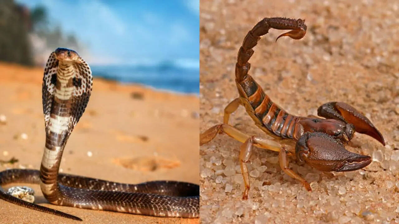 दुनिया भर में पाए जाते हैं सांप और बिच्छू