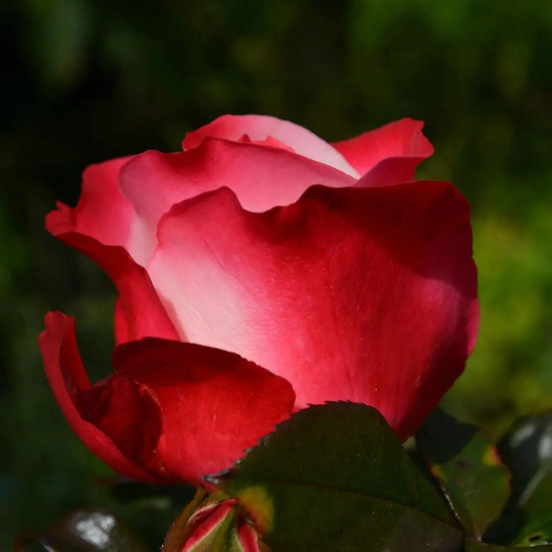 ​ गुलाबों सी खुशबू आए​