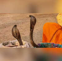 सांप और नाग को एक समझने की मत करना गलती दोनों में अंतर जान कांप उठेगी आत्मा