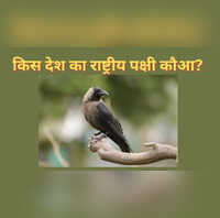 किस देश का राष्ट्रीय पक्षी है कौआ भारत के बिल्कुल पड़ोस में है स्थित