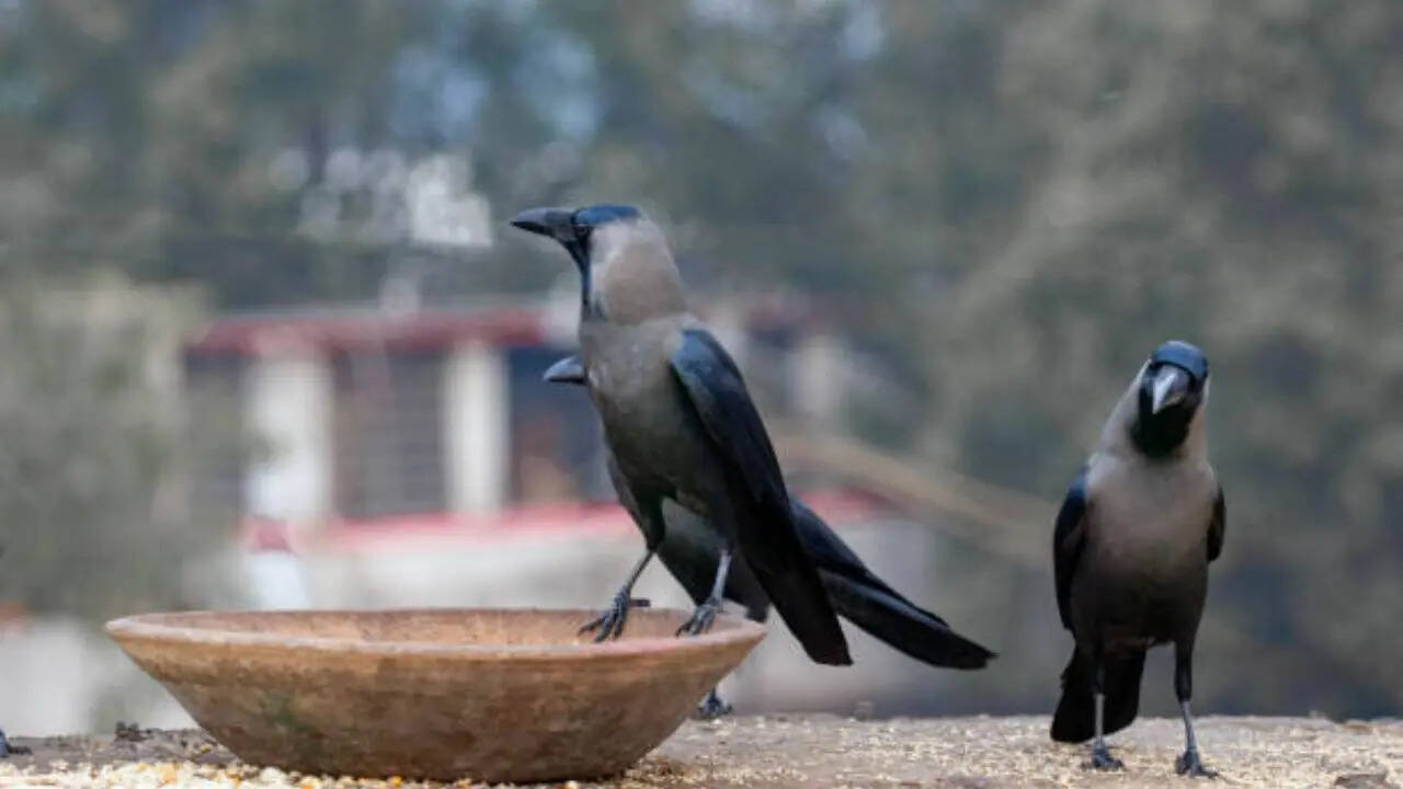 साल 2006 में चुना गया राष्ट्रीय पक्षी