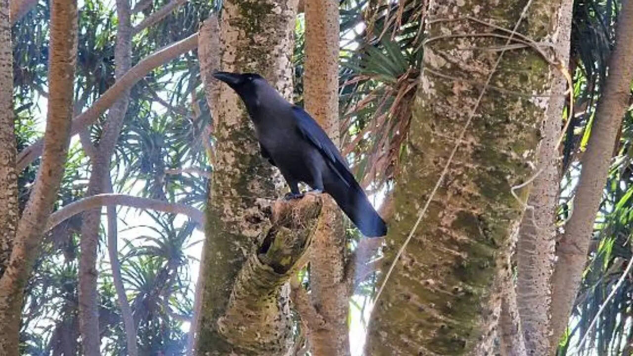 जारोग डोंगचेन