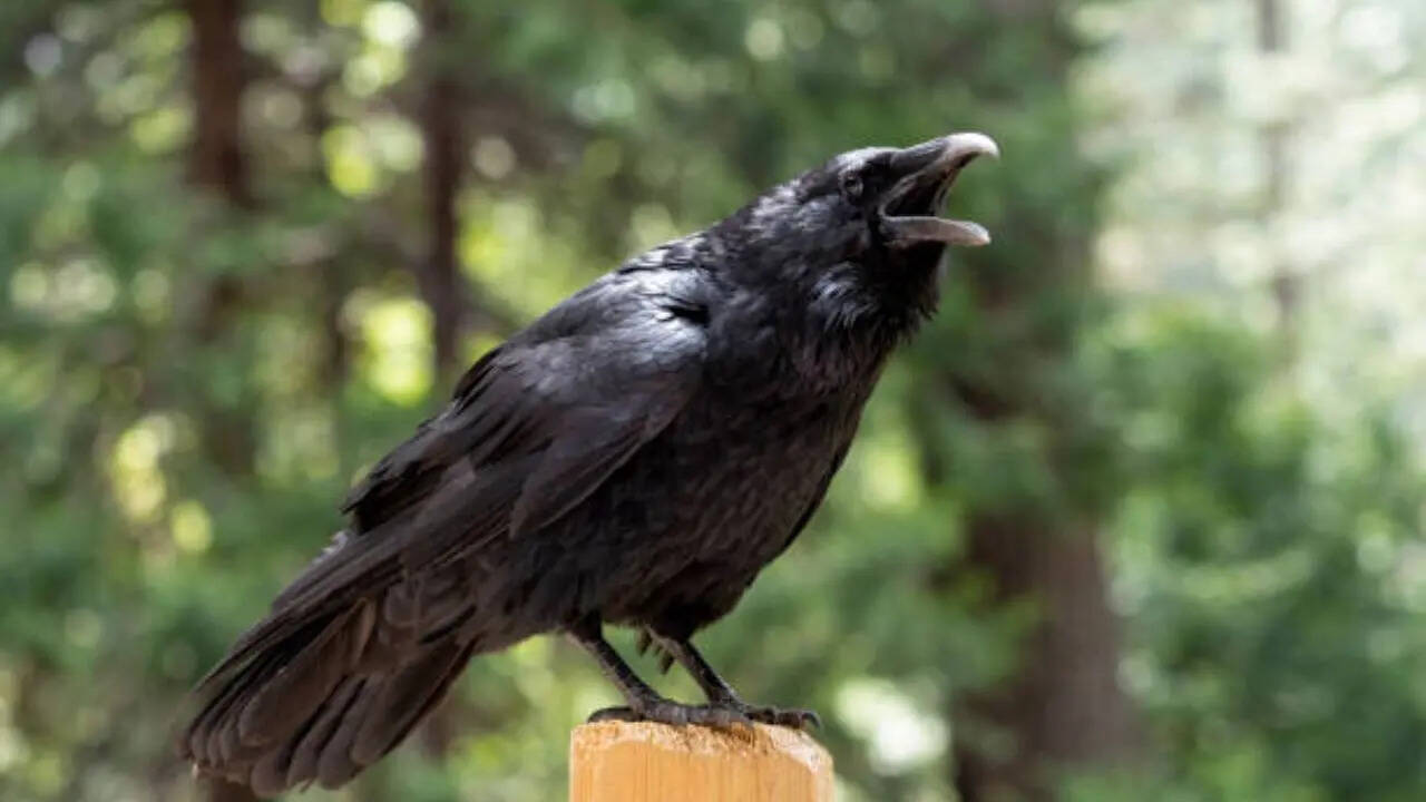 राजशाही और आध्यात्मिक शक्ति का प्रतीक