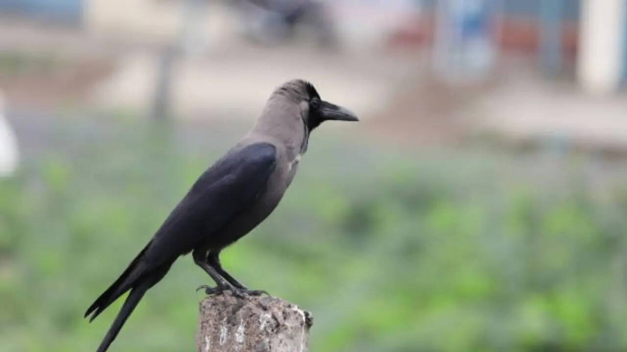 भूटान का राष्ट्रीय पक्षी