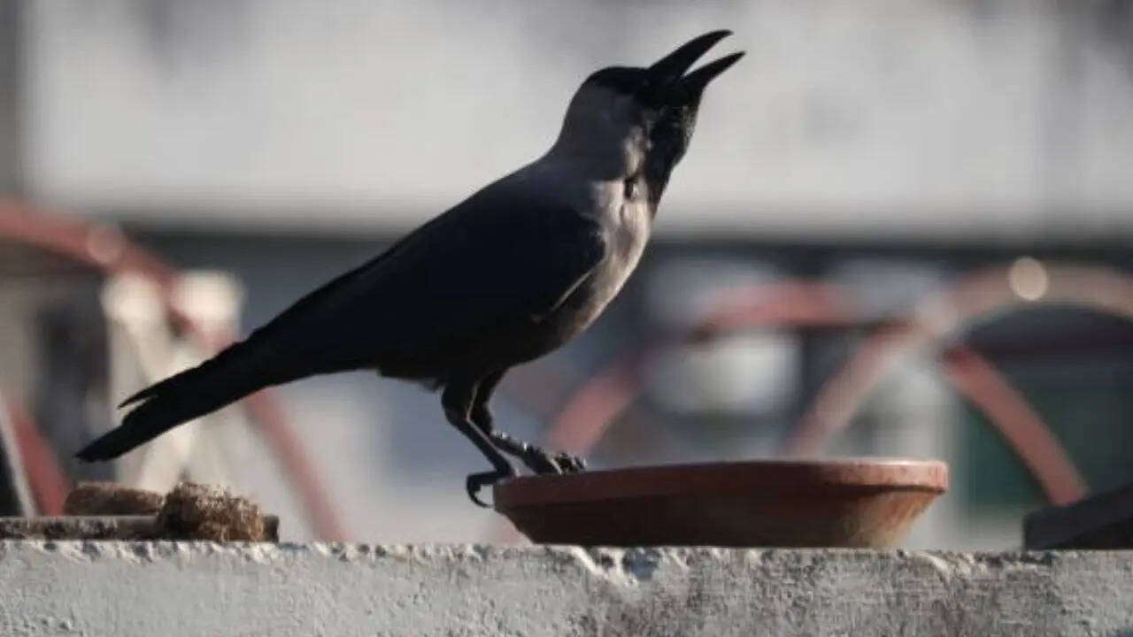 लेगॉन जारोग डोंगचेन देवता से जुड़ा