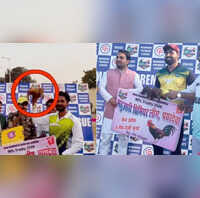 Deoria News मैन ऑफ द मैच में मिला देसी मुर्गा खिलाड़ी असमंजस में सजाऊं या खाऊं