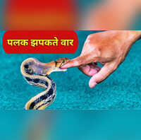 Ajab Gajab दुनिया का सबसे तेज स्ट्राइक करने वाला सांप इससे दुश्मन को बचने का मौका नहीं मिलता