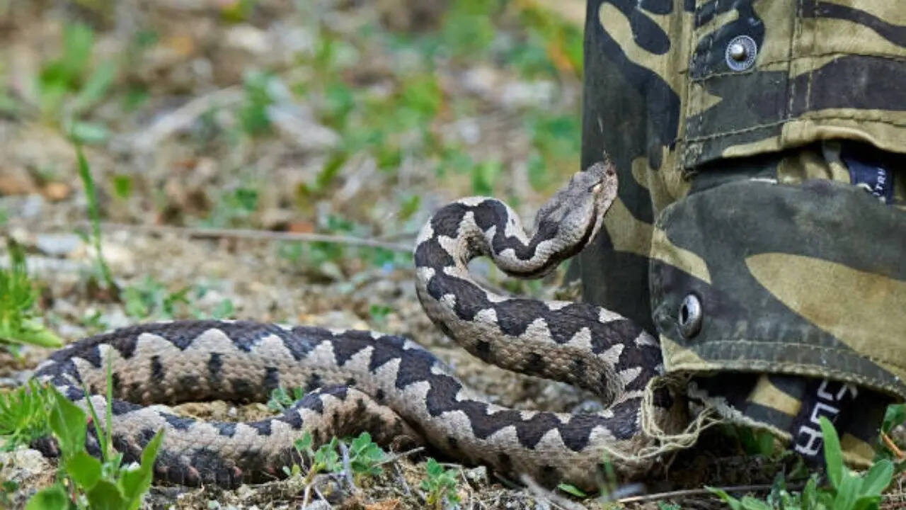 ​बिजली की तरह तेज हमला​