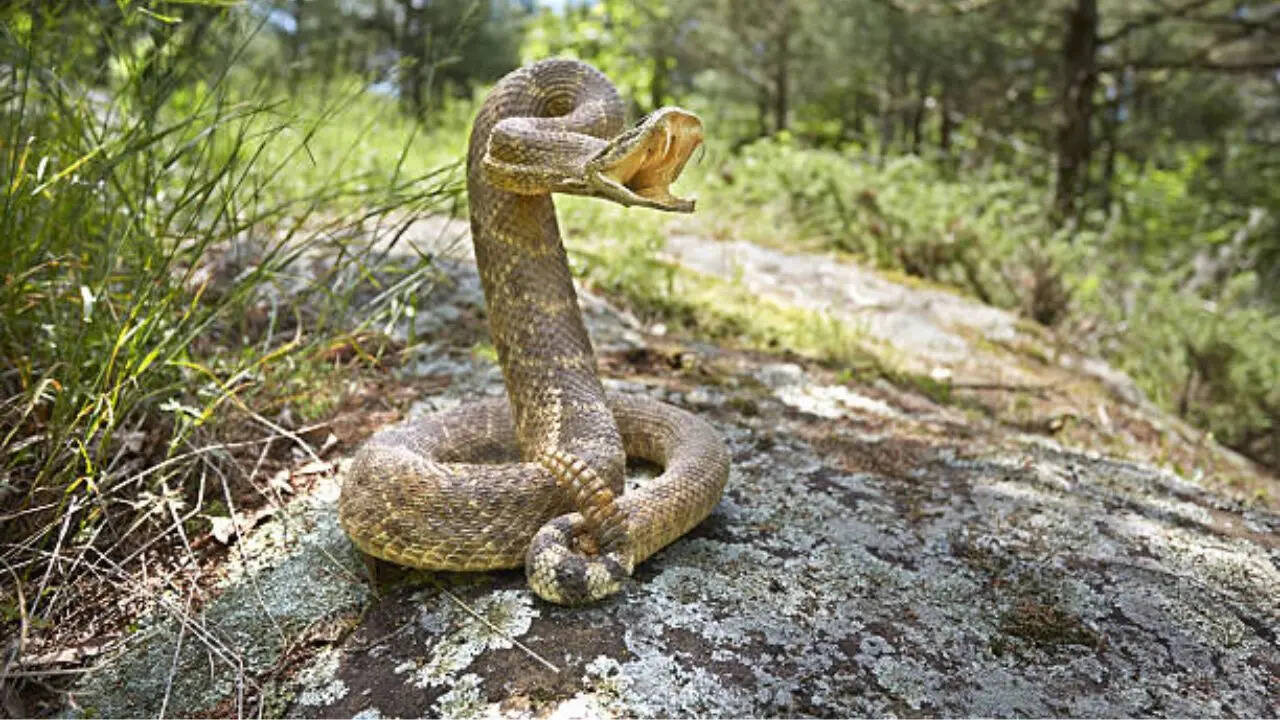 ​ वाइपर परिवार सबसे तेज ​