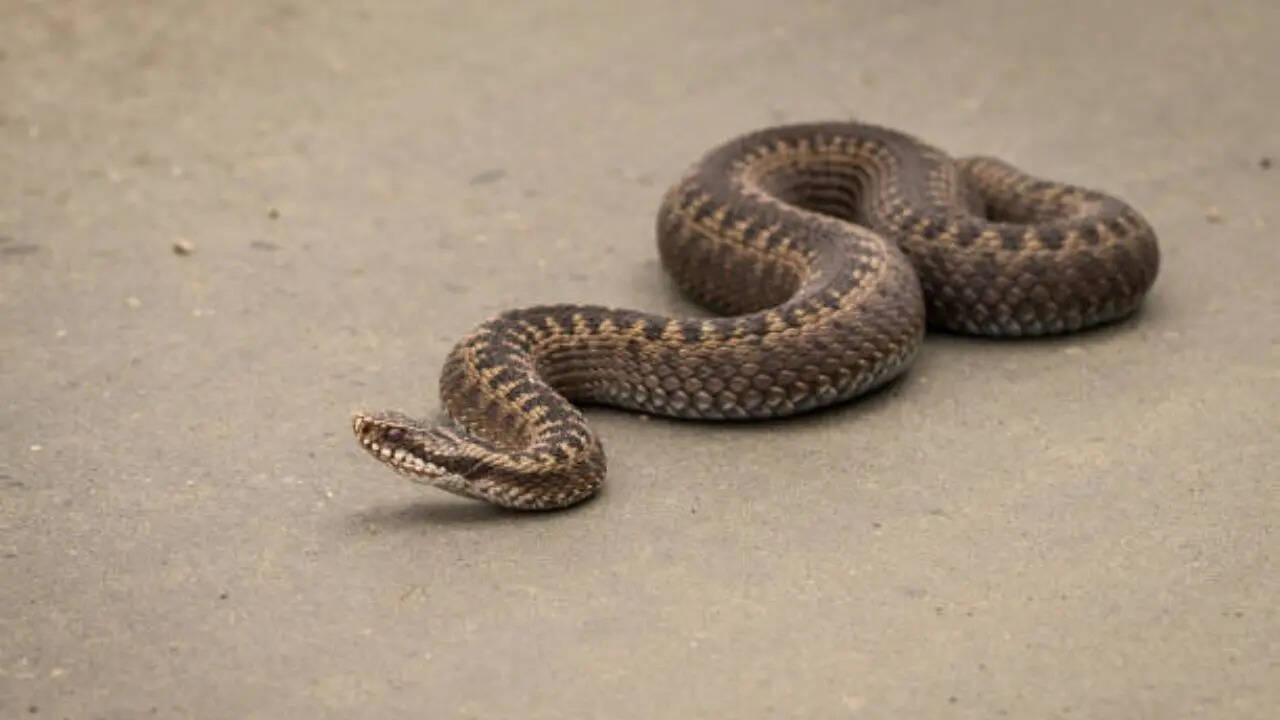 ​ होते हैं ambush hunter​