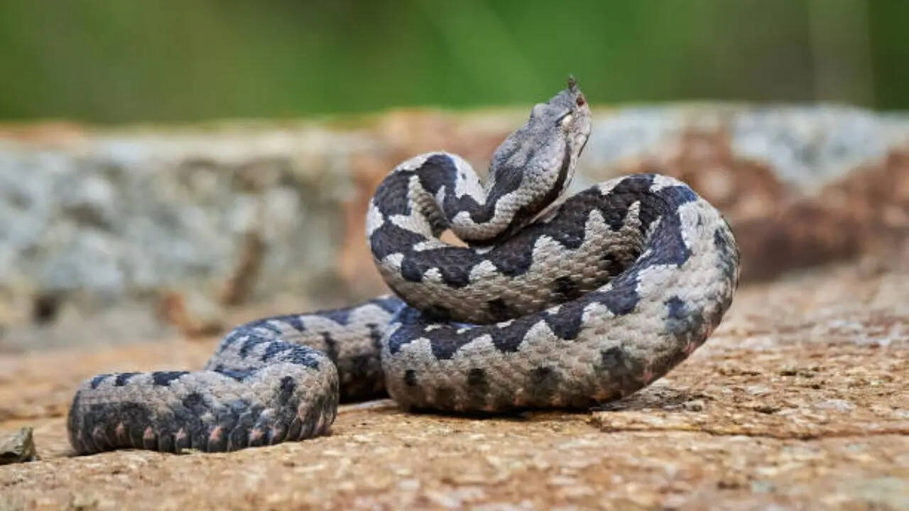 ​स्ट्राइक स्पीड लगभग 3.5 मीटर प्रति सेकंड​