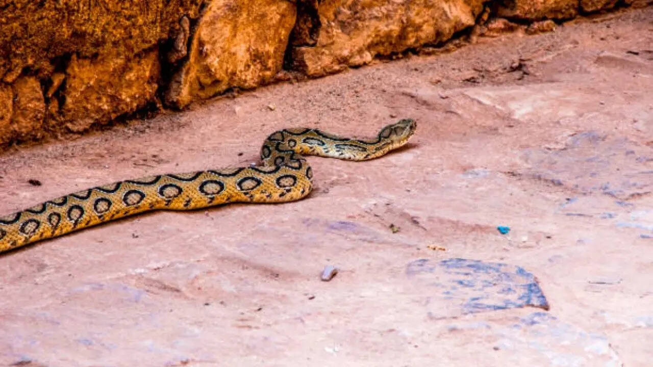 ​वाइपर का हमला इंसान के रिएक्ट करने से पहले ही पूरा ​