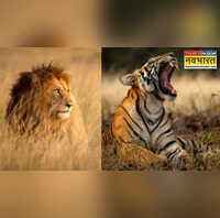 पहले शेर था भारत का राष्ट्रीय पशु तो टाइगर को क्यों बनाया गया वजह जानकर गर्व से चौड़ा होगा सीना