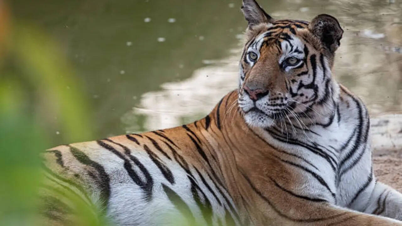 भारत में पाए जाते हैं 75 प्रतिशत बाघ