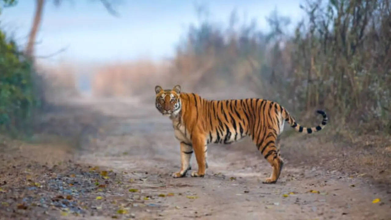 पॉवर और सुंदरता का प्रतीक