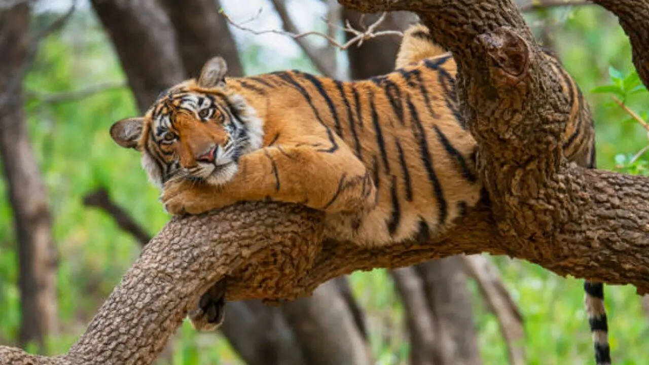 प्रोजेक्ट टाइगर के तहत किया गया घोषित