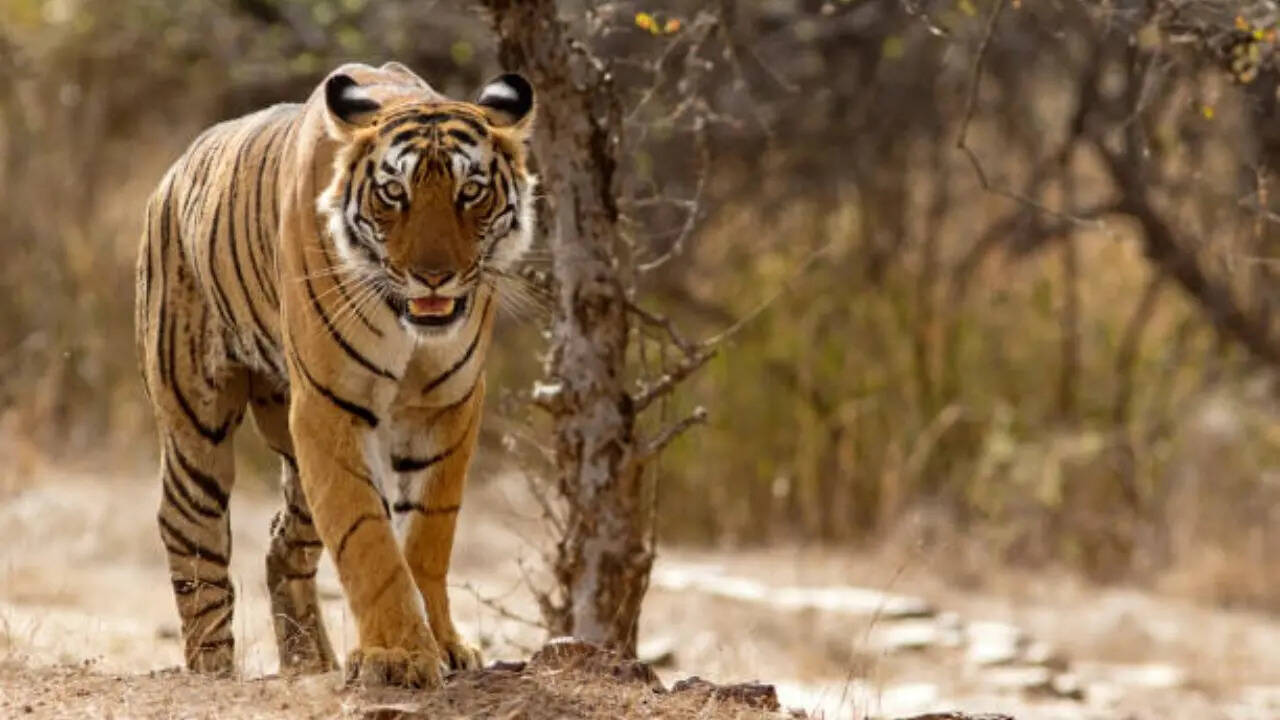 तेजी से विलुप्त हो रही थी प्रजाति