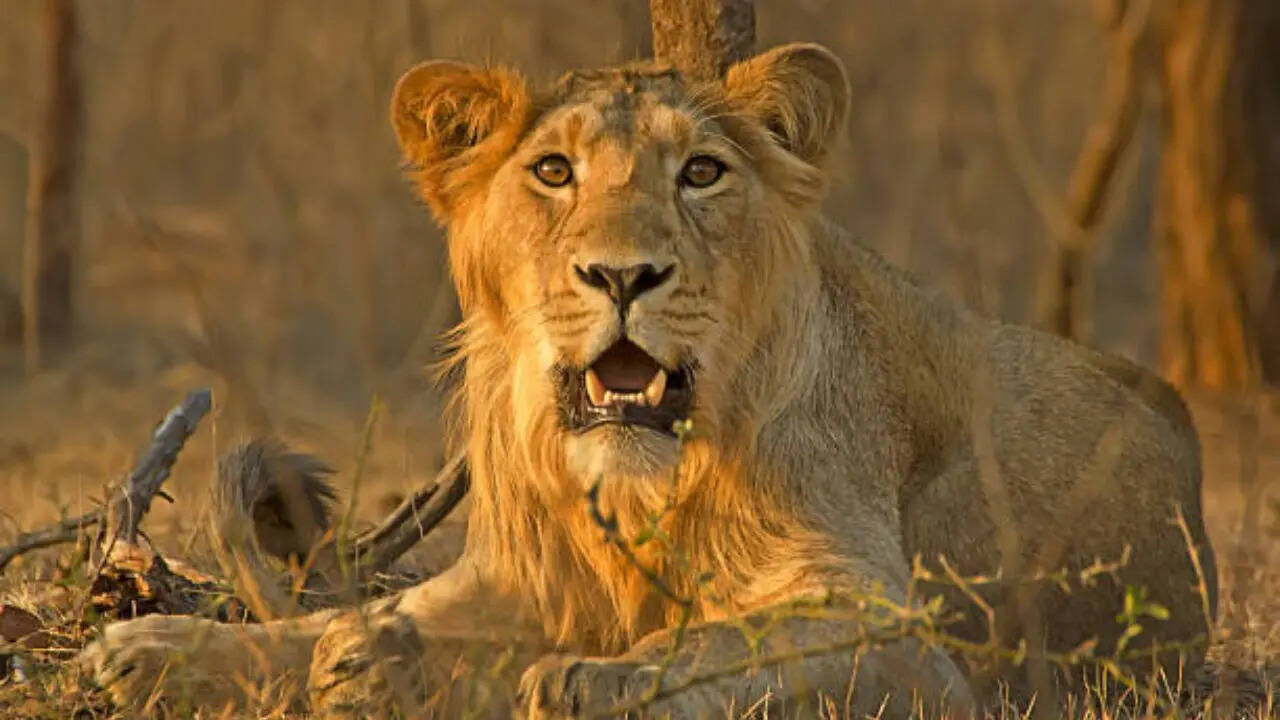 गुजरात के गिर तक सीमित थे शेर