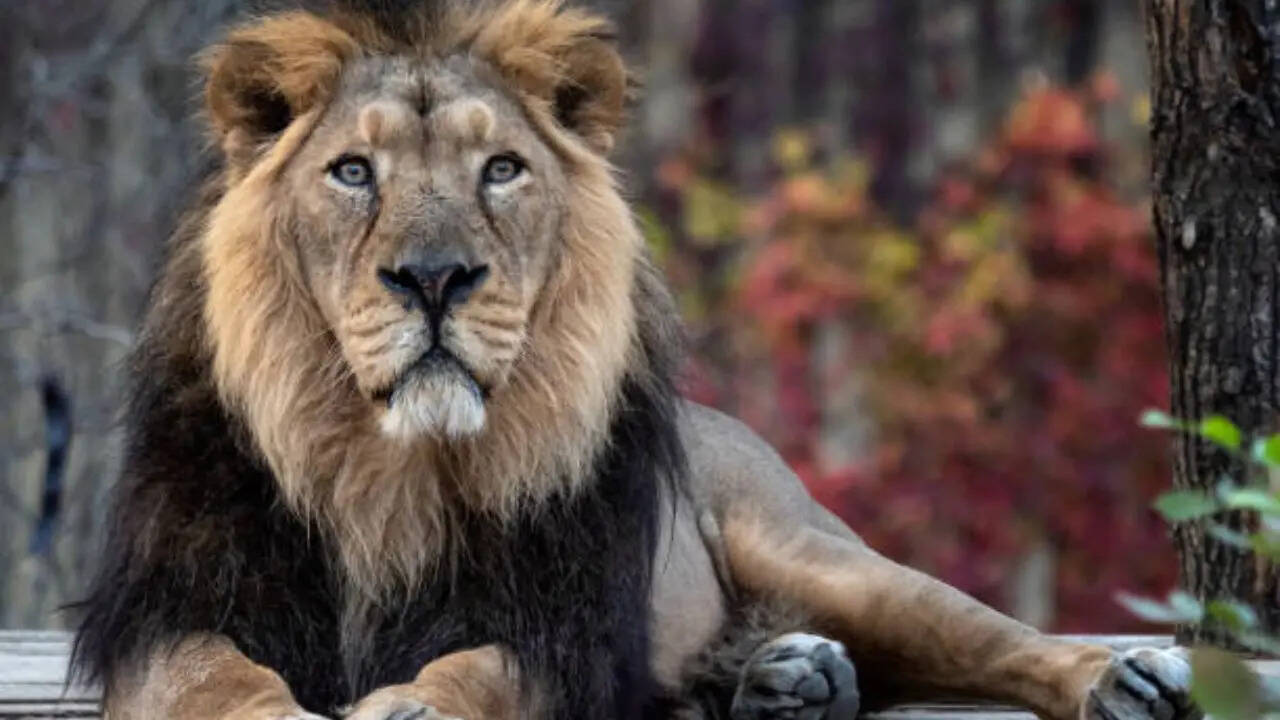 जब शेर था तो क्यों बदला