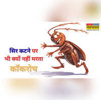 सिर को धड़ से अलग कर दीजिए फिर भी नहीं मरेगा कॉकरोच कारण जान दिमाग खराब हो जाएगा