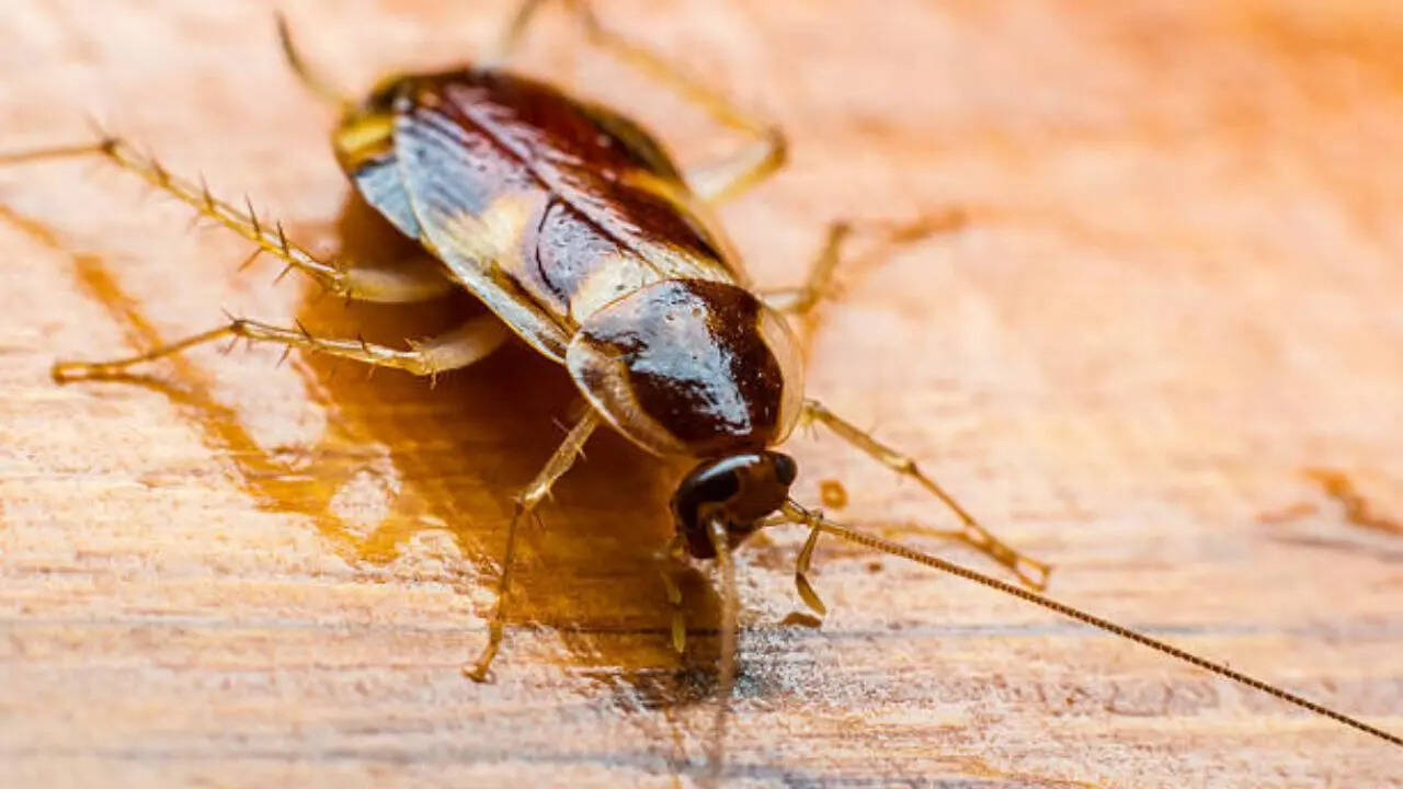 शरीर के हर हिस्से में होता है दिमाग