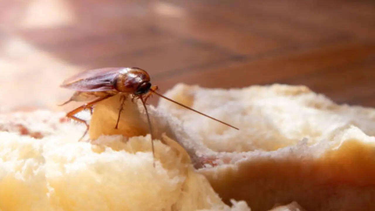 सिर में नहीं होता दिमाग