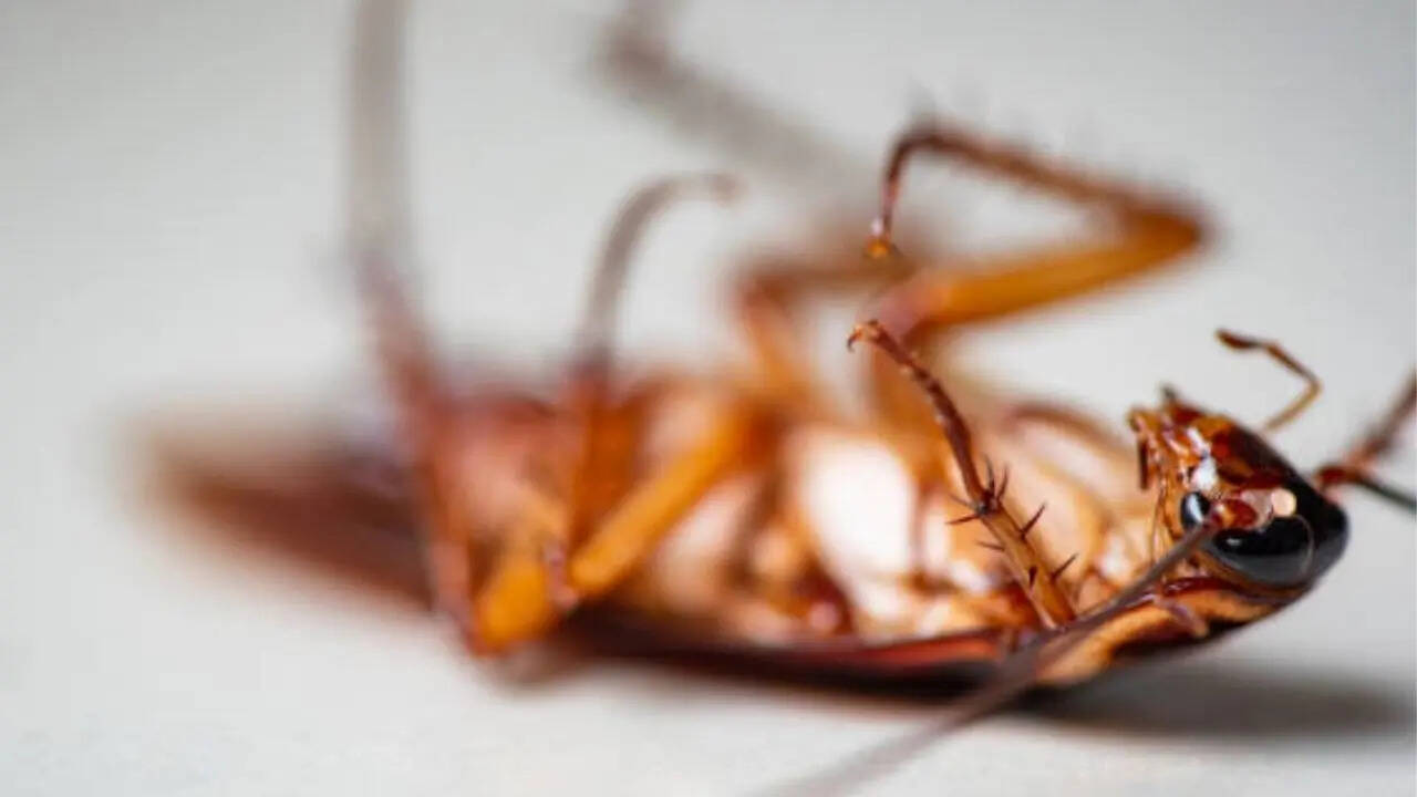 नाक से सांस नहीं लेता कॉकरोच