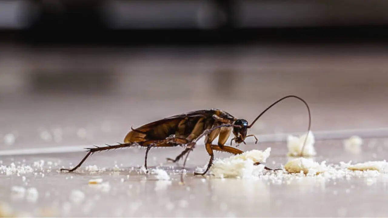 जीव विज्ञान का सबसे अनोखा जीव