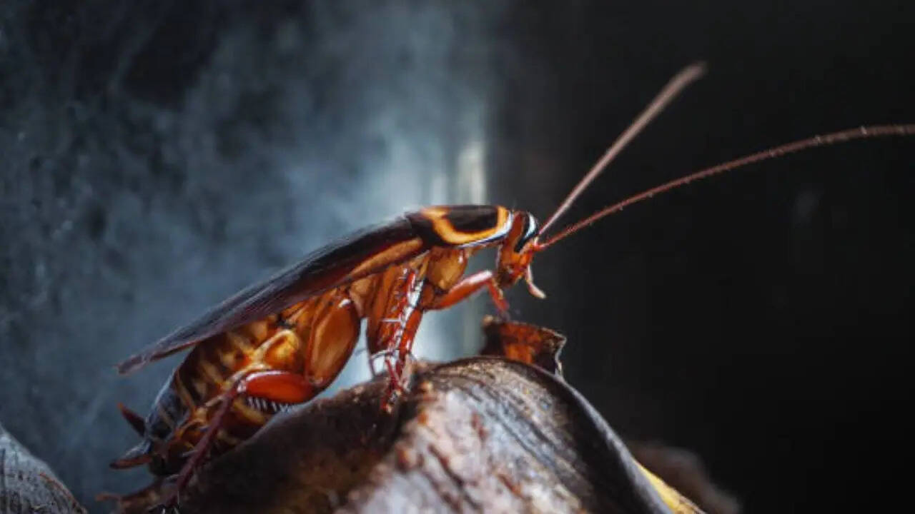 सिर कटने से नहीं तो कैसे मरता है कॉकरोच