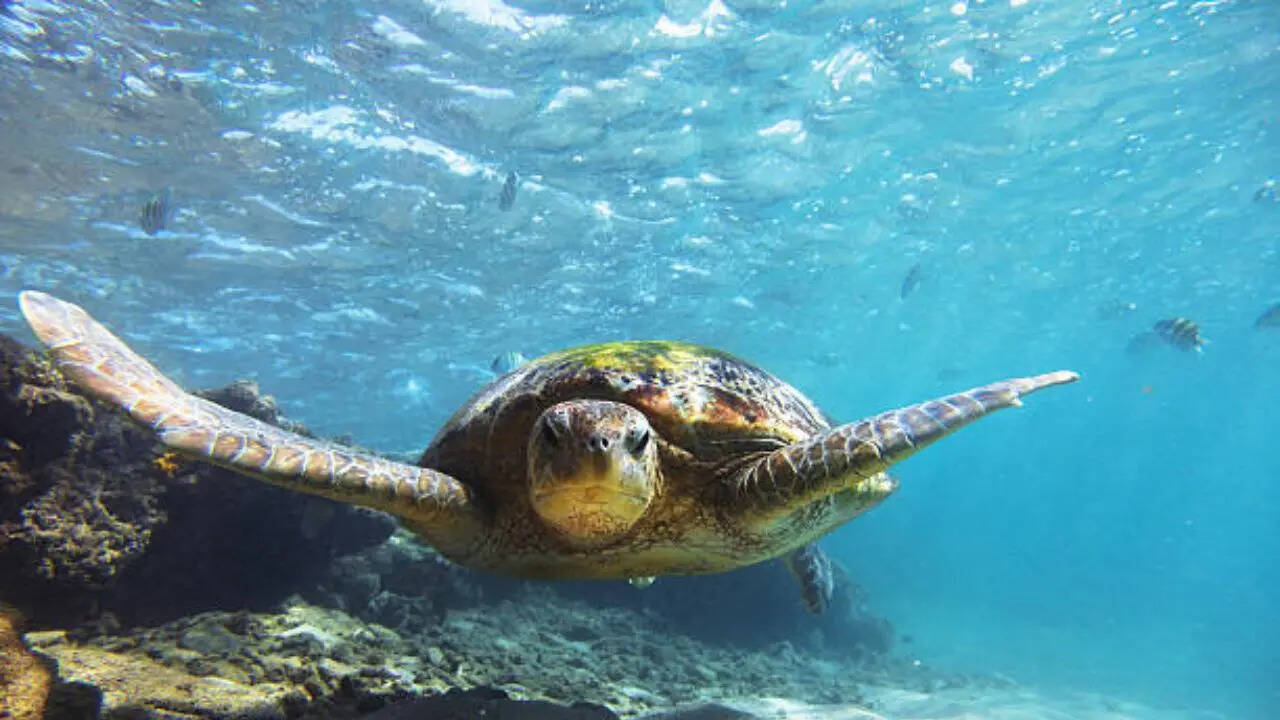 duniya ka sabse mehnga turtle kaun hai worlds most expensive turtle ...