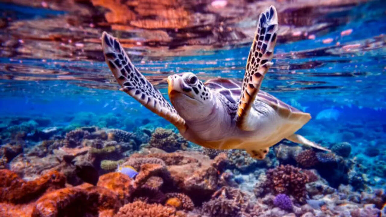 duniya ka sabse mehnga turtle kaun hai worlds most expensive turtle ...