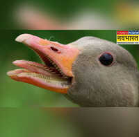 क्या हंस के जीभ पर दांत होते हैं देखिए आखिर कैसी दिखती हैं इनकी जुबान