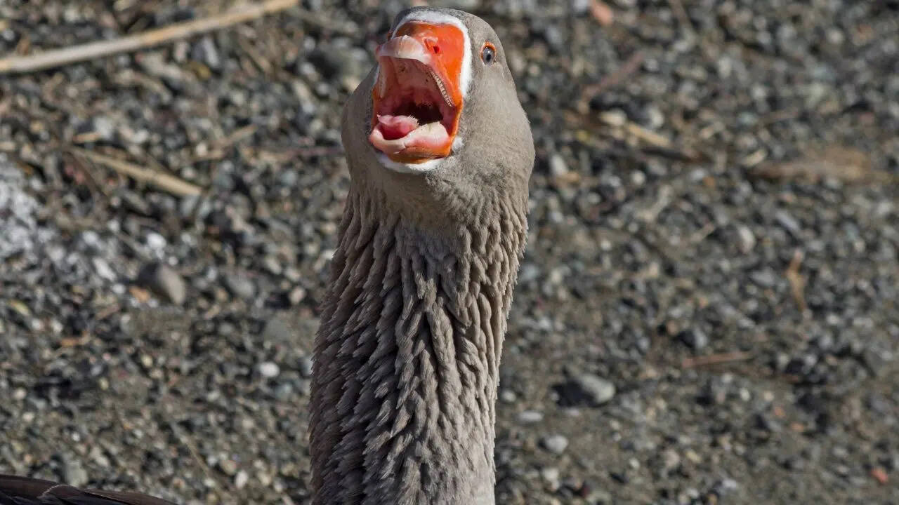 किसी औजार से कम नहीं हैं ये दांतेदार धारियां