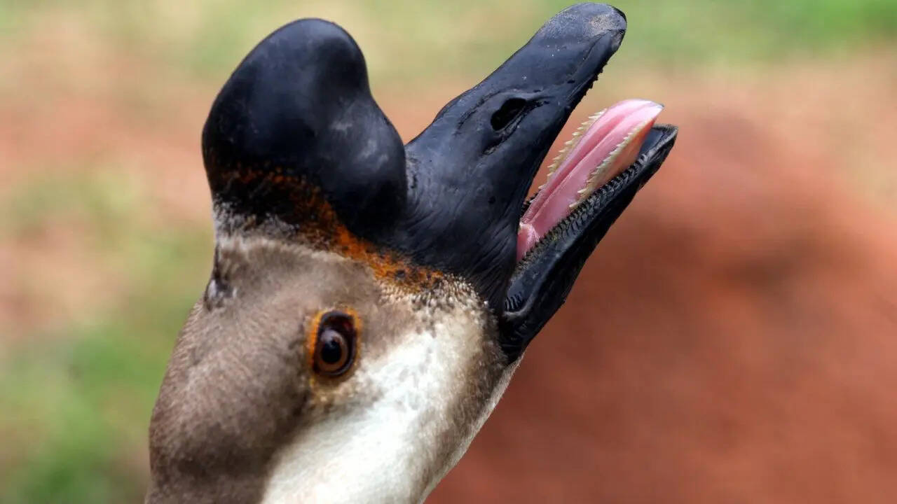 ये धारियां करती हैं खाने और पचाने में मदद