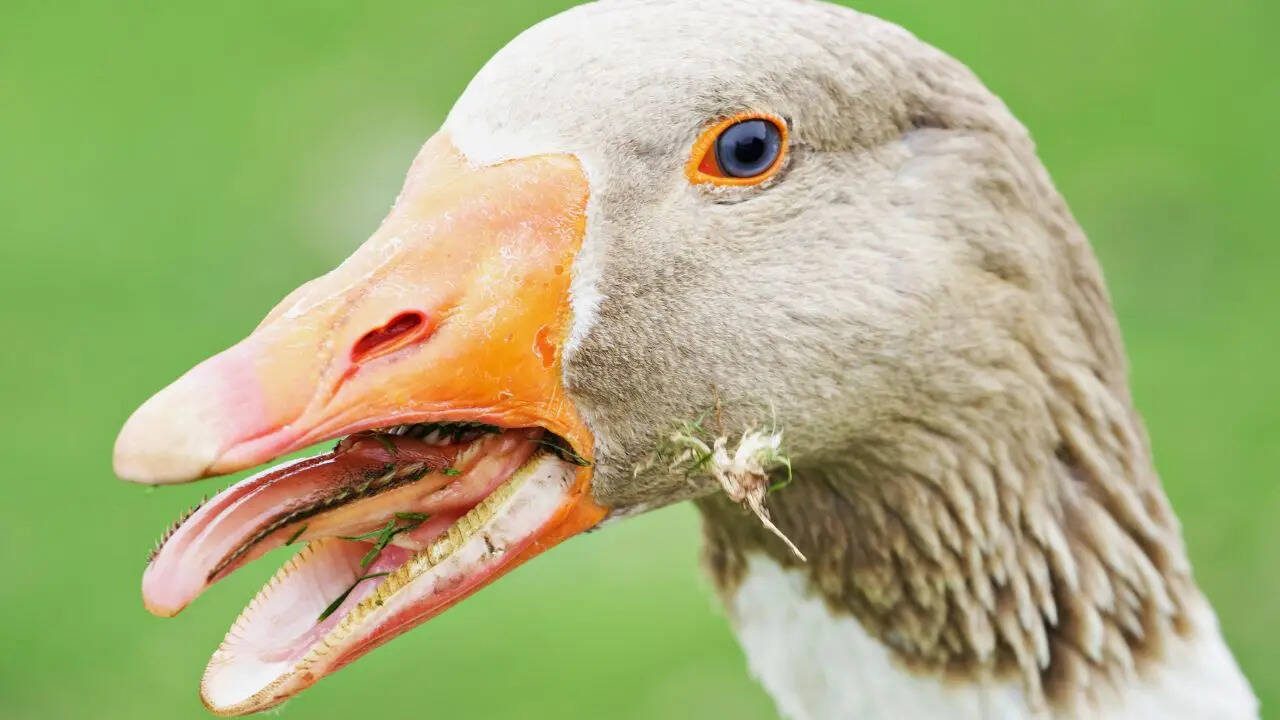 दांतों से काफी अलग होती हैं ये कांटेदार धारियां