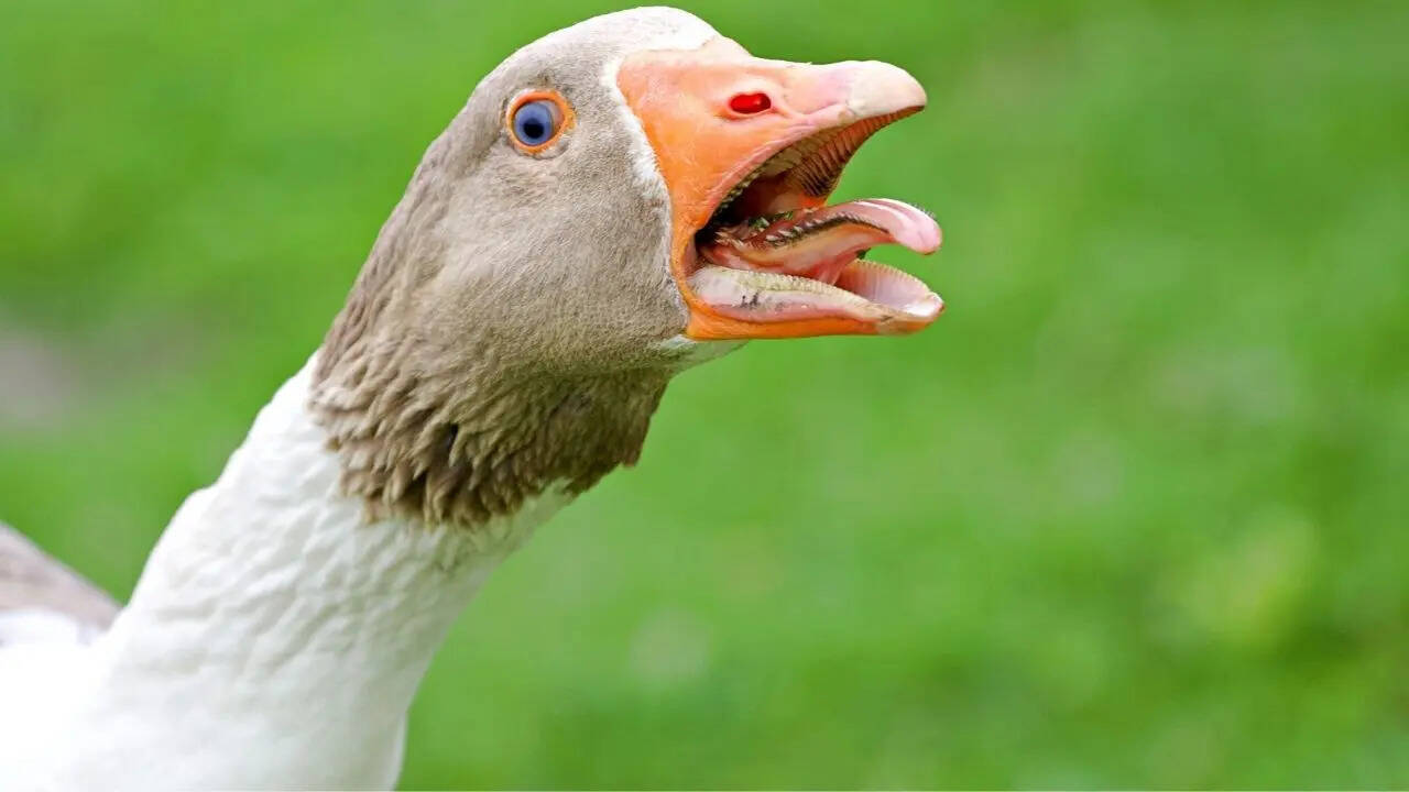 किस काम में आती हैं ये नुकीली और कांटेदार धारियां?