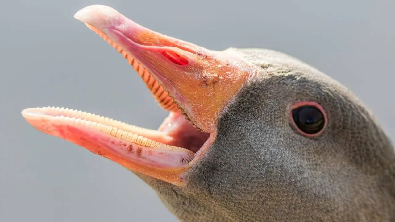 क्या कहते हैं इन्हें?