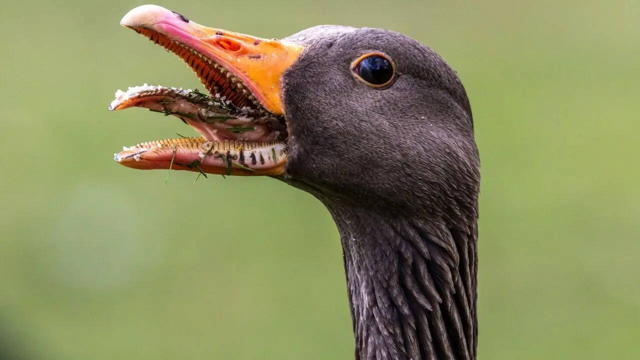 जवाब जान चौंक जाएंगे आप