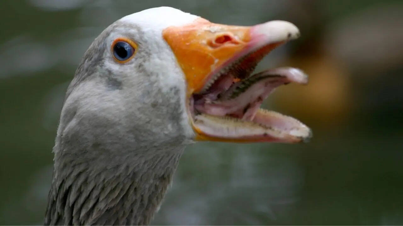 क्या हंसों की जीभ और चोंच के किनारे सच में दांत होते हैं?