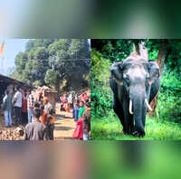 हजारीबाग में हाथियों का आतंक हमले से छह की मौत प्रशासन और वन विभाग अलर्ट