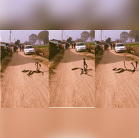 Viral Video सांपों का अब तक का सबसे अनोखा संगम नजारा देखकर आंखें खुली की खुली रह जाएंगी