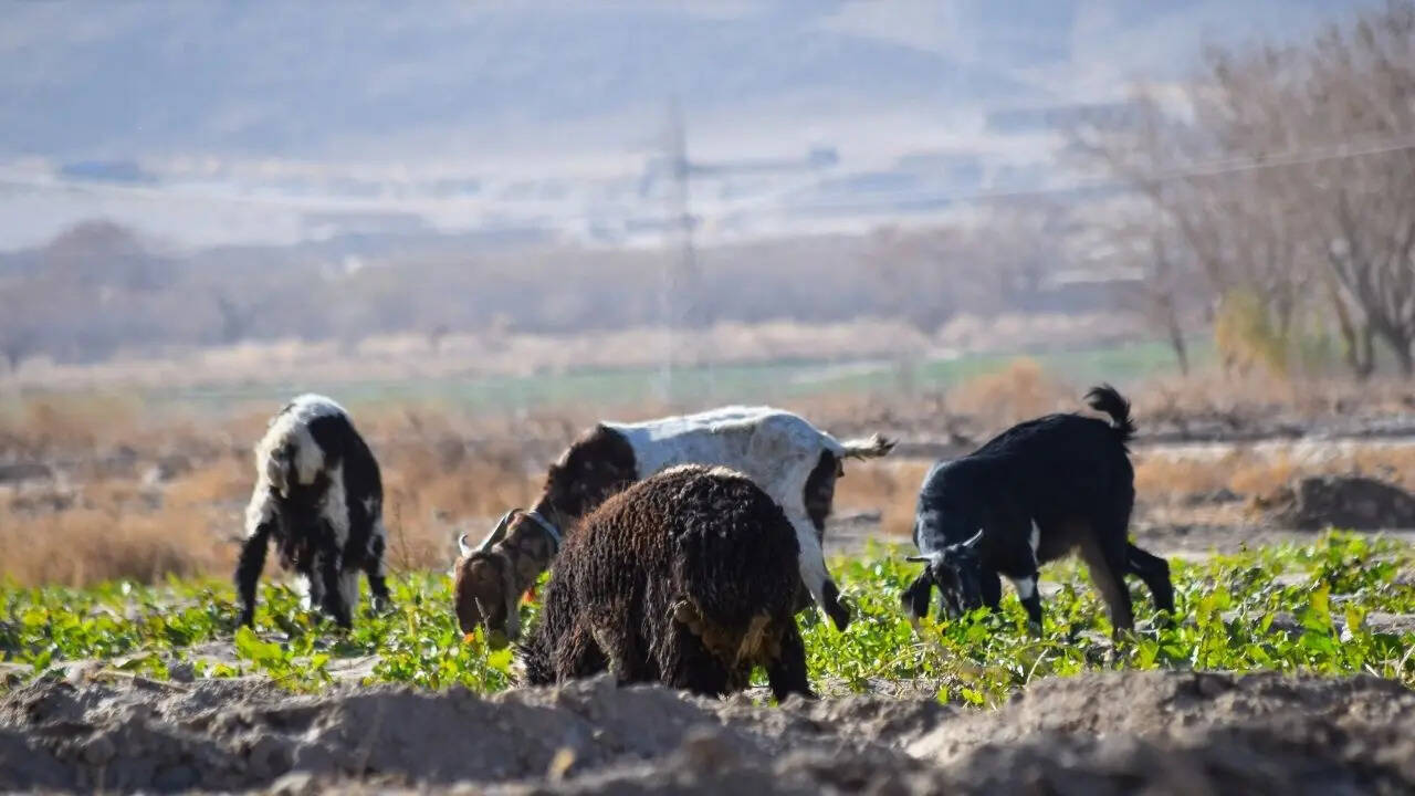 बलूचिस्तान के पड़ोसी देश