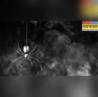 Ajab Gajab आग में जलने से बारूद की तरह फटती है मकड़ी भला क्यों होता है ऐसा