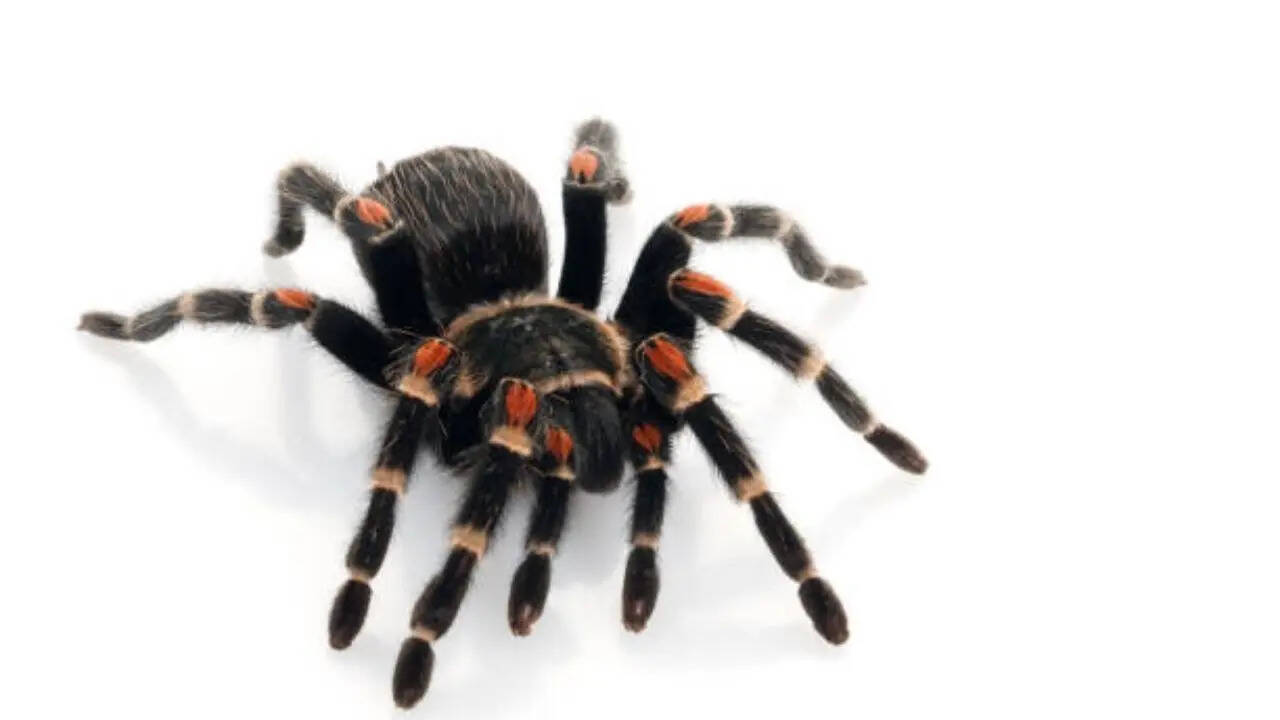 मकड़ी के शरीर में होता है पानी