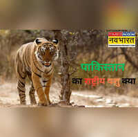 भारत का नेशनल एनिमल है रॉयल बंगाल टाइगर पाकिस्तान का जानकर आपकी हंसी छूट जाएगी