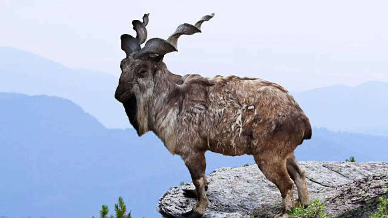 जंगली बकरे की प्रजाति